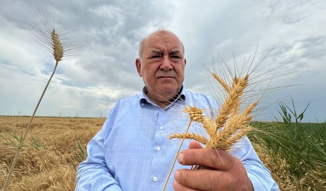 Konya Ovası’nda Buğday Alarmı!