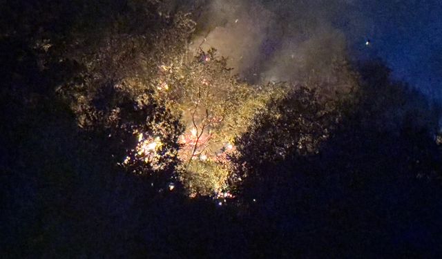 Manisa'da Orman Yangınına Hızlı Müdahale