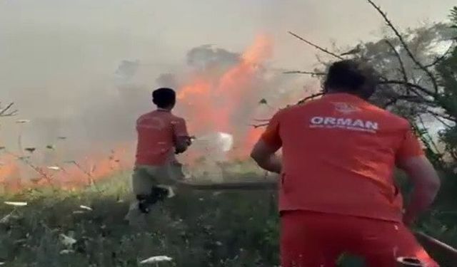 Sakarya'da ağaçlık alanda yangın