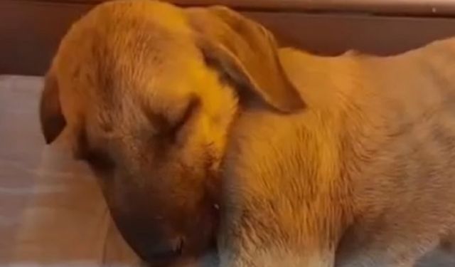 Sivas'ta yavru köpeğe sopayla şiddet!