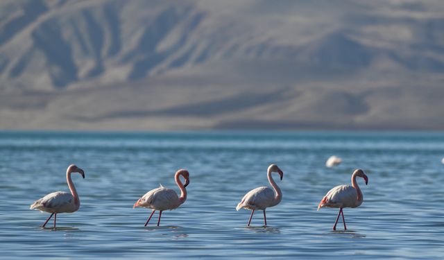 Van Gölü Havzası'nda Flamingoları Kuraklık Vurdu