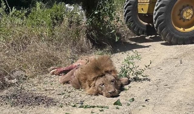 Hayvan Parkı'ndan kaçan Aslan etkisiz hale getirildi!