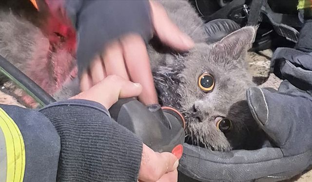 Kedi ya da köpek tüyünden insan ölür mü?
