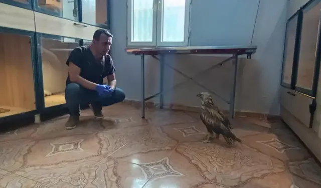 Yaralı halde kızıl şahin bulundu