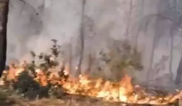 İzmir'de orman yangını