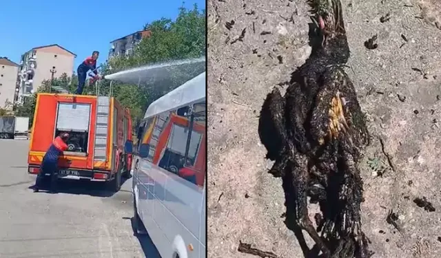 Karga, tarlada yangına sebep oldu