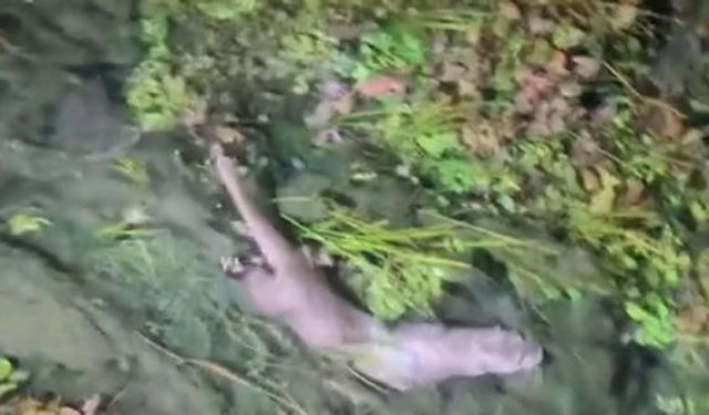 Nesli Tehlikedeki Su Samuru Muğla Kadın Azmağı’nda Görüntülendi