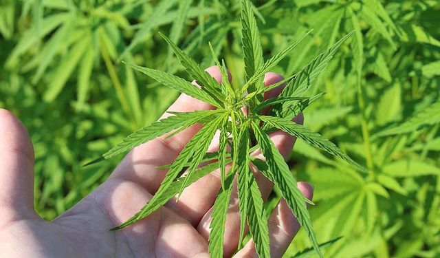 Adıyaman'da 40 Kök Kenevir Ele Geçirildi!