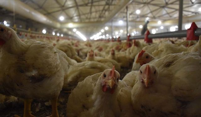 Sıcaktan bunalan tavukları buzlu Suyla serinletiyor