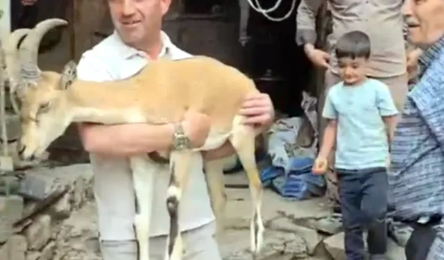 Kendinden geçmiş dağ keçisi tedavi edildi