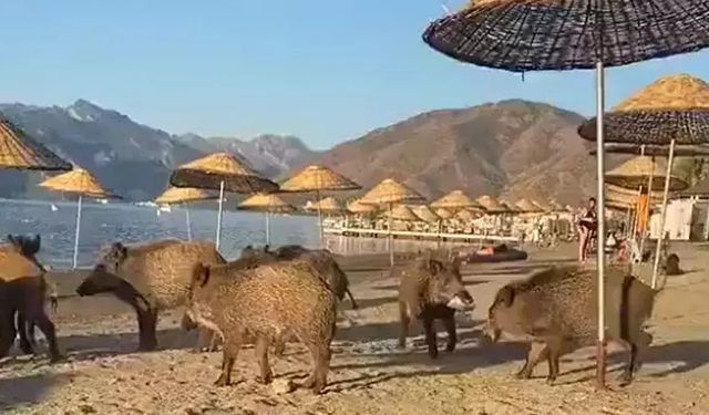 Yaban Domuzları Sıcağa Dayanamadı Denize indi!