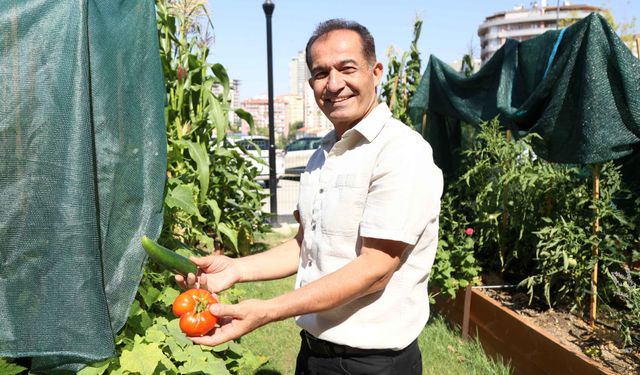 Çankaya’da Kentsel Tarımın Meyveleri Toplanıyor
