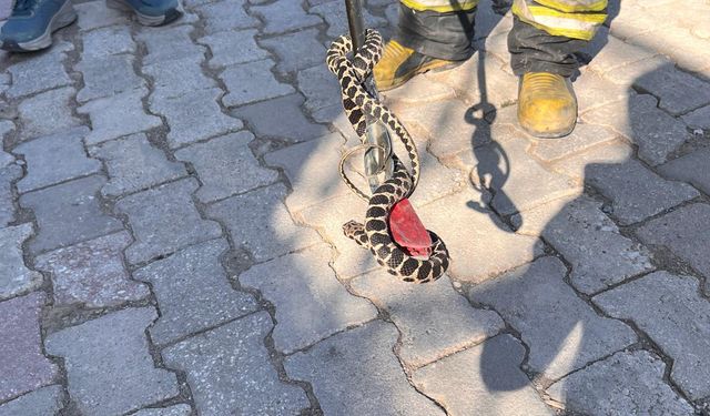 Evin bodrumuna giren yılanı itfaiye ekibi yakaladı