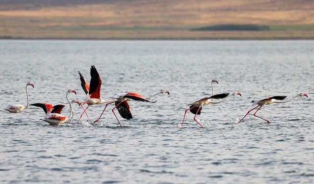 Flamingolar Van Gölü'ne renk katıyor