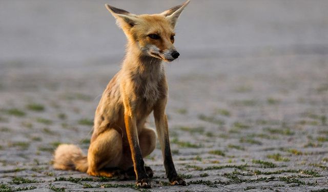Her akşam polis lokaline gelen tilki, çalışanlarca besleniyor