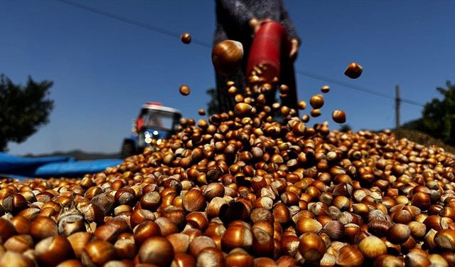 Patozcu baba kız, fındık hasadı döneminde mesaide!
