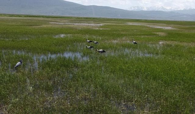 Serin Hava ve Zengin Bitki Örtüsü Leylekleri Erzurum’a Çekti!