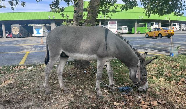 Taksicilerin sahiplendiği eşek 'Kadife' otogarın maskotu oldu