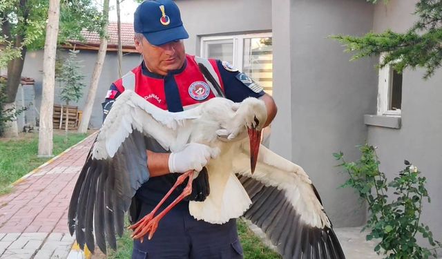 Yaralı bulunan leyleğin tedavisi yapıldı