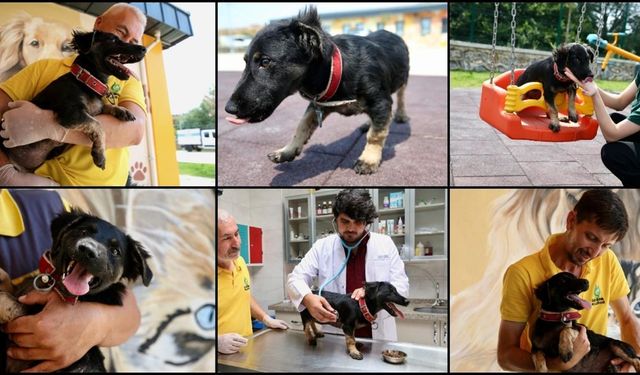 Zifte saplanmış bulunan köpek yavrusunu kurtardılar