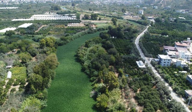 Asi Nehri'nde su sümbülleriyle kaplandı