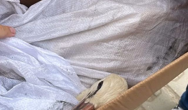Ayağı aleme sıkışan leylek kurtarıldı