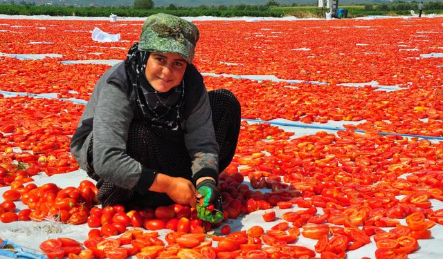 Domatesler, 34 ülkeye ihraç ediliyor