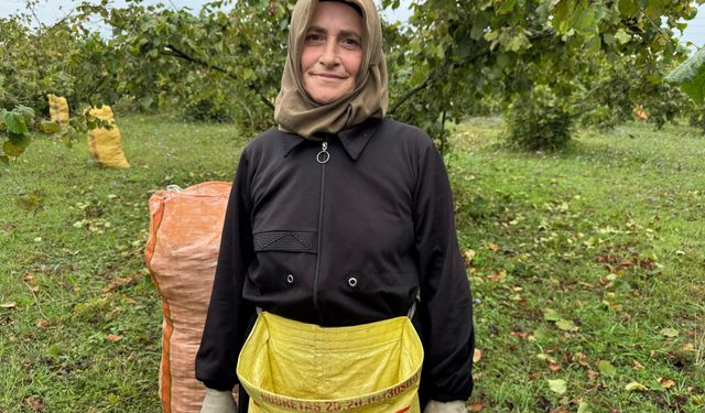 Ordu'da yeşil altın hasadı başladı