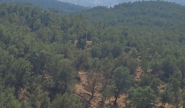 Şırnak'ta ormanda yangın!