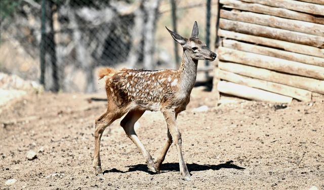 Altınköy’ün Yeni Üyesi: “Benek” Dünyaya Geldi