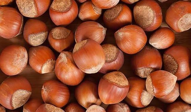 Fındıkta 2025 Hasadı Sıkıntılı: Kahverengi Kokarca ve Zirai Don Rekolteyi Etkiliyor