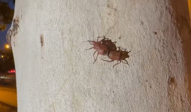 Diyarbakır'da görülen istilacı türe dikkat!