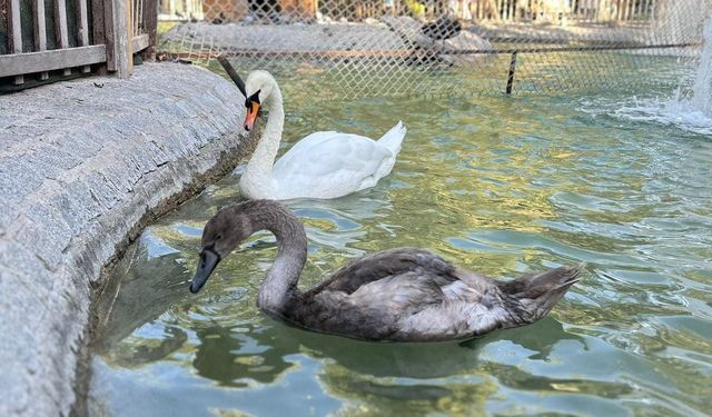 Çankaya’nın Yeni Gözdesi “Parla” Hızla Büyüyor!