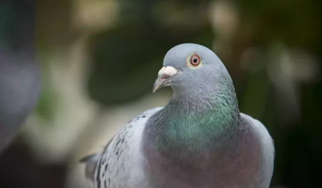 Trafik ışığı kumrulara yuva oldu