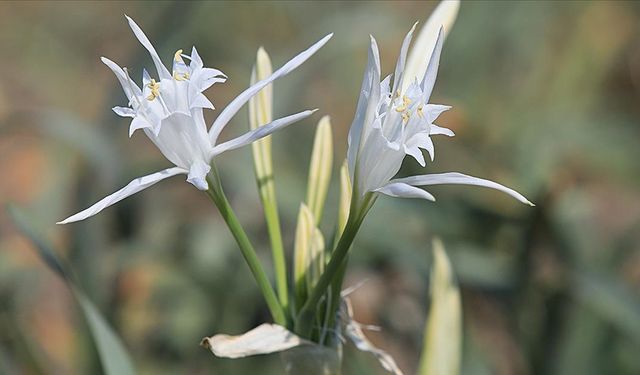 Sahilde kum zambağını koparana 557 bin TL ceza