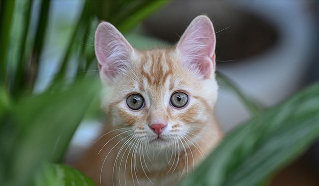 ‘Kedi ya da köpek tüyünden insan ölmez'