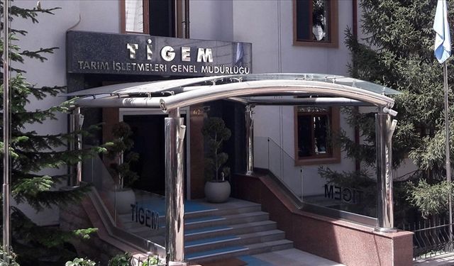 TİGEM Tay Satışında Rekor Kırdı: En Pahalı Tay 2,6 Milyon TL’ye Alındı