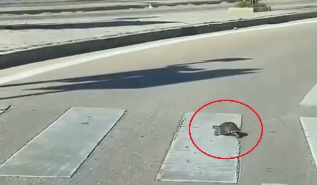 Karşıdan karşıya geçmek için yaya geçidini kullandı