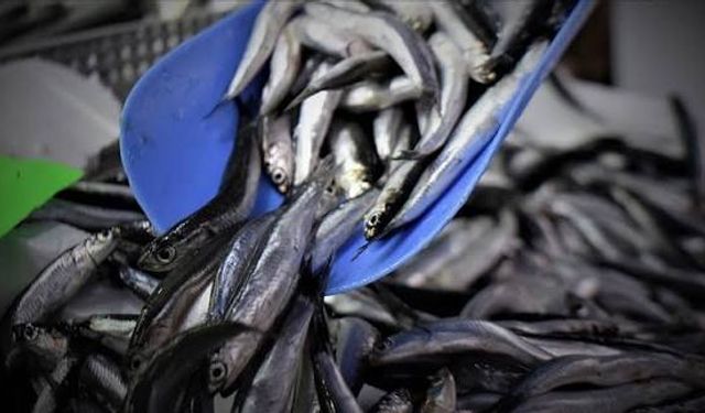 Karadeniz’de balık sezonu açıldı: Hamsi ve istavrit tezgahlarda
