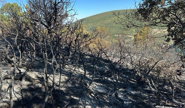 Akşehir’de Orman Yangını Kontrol Altına Alındı