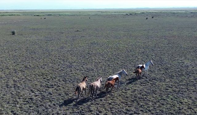 Kızılırmak Deltası'nda yılkı atları doğayla iç içe yaşıyor