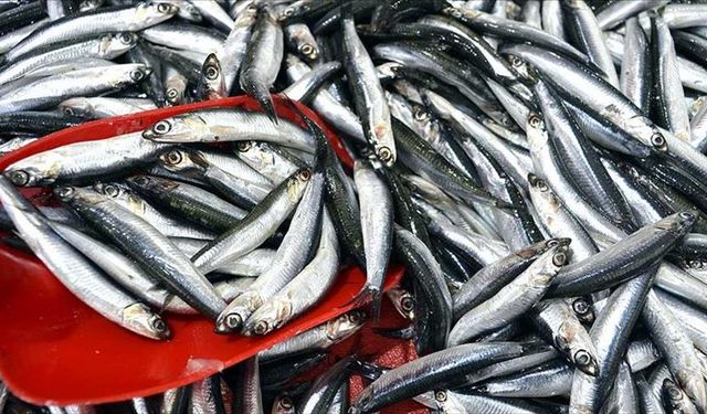 Türkiye hamsi ihracatında rekora konuşuyor!