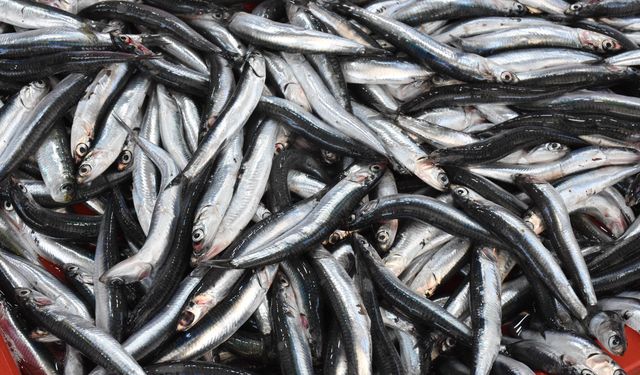 Denizdeki sardalya bolluğu fiyatlara yansıdı