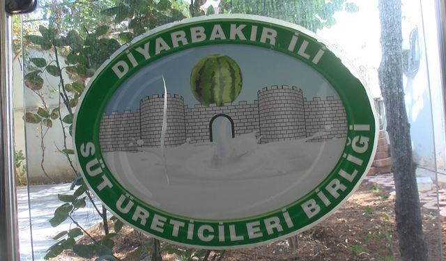 Diyarbakır'da 76 dev karpuz, yarışma öncesi korunuyor!