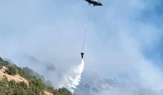 Hakkari'de çıkan orman yangını kontrol altında!