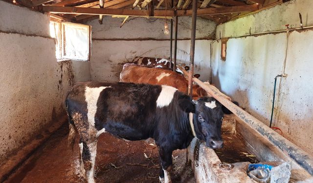 Hisarcık'ta şap karantinası başladı