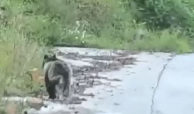 Köye inen ayı kamerada