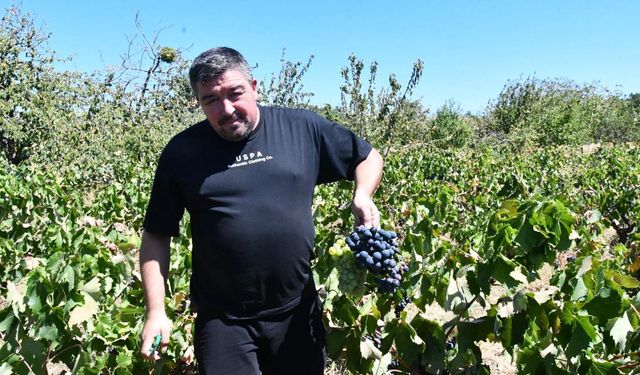Tekirdağ'da kuraklık üzümü etkiledi