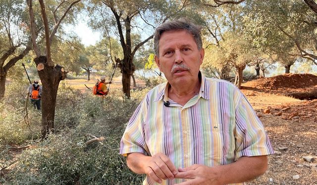 Zeytin ağaçları taşınarak yaşatılıyor