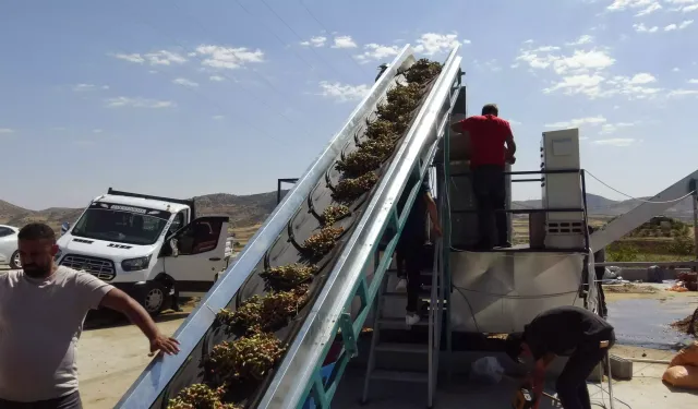 Fıstık hasadı başlıyor!